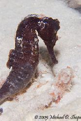 Black Seahorse taken in Bonaire with a Canon 20D by Michael Shope 